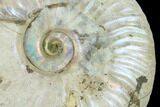 Silver Iridescent Ammonite (Cleoniceras) Fossil - Madagascar #137387-2